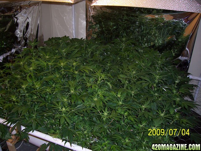 canopy_day21