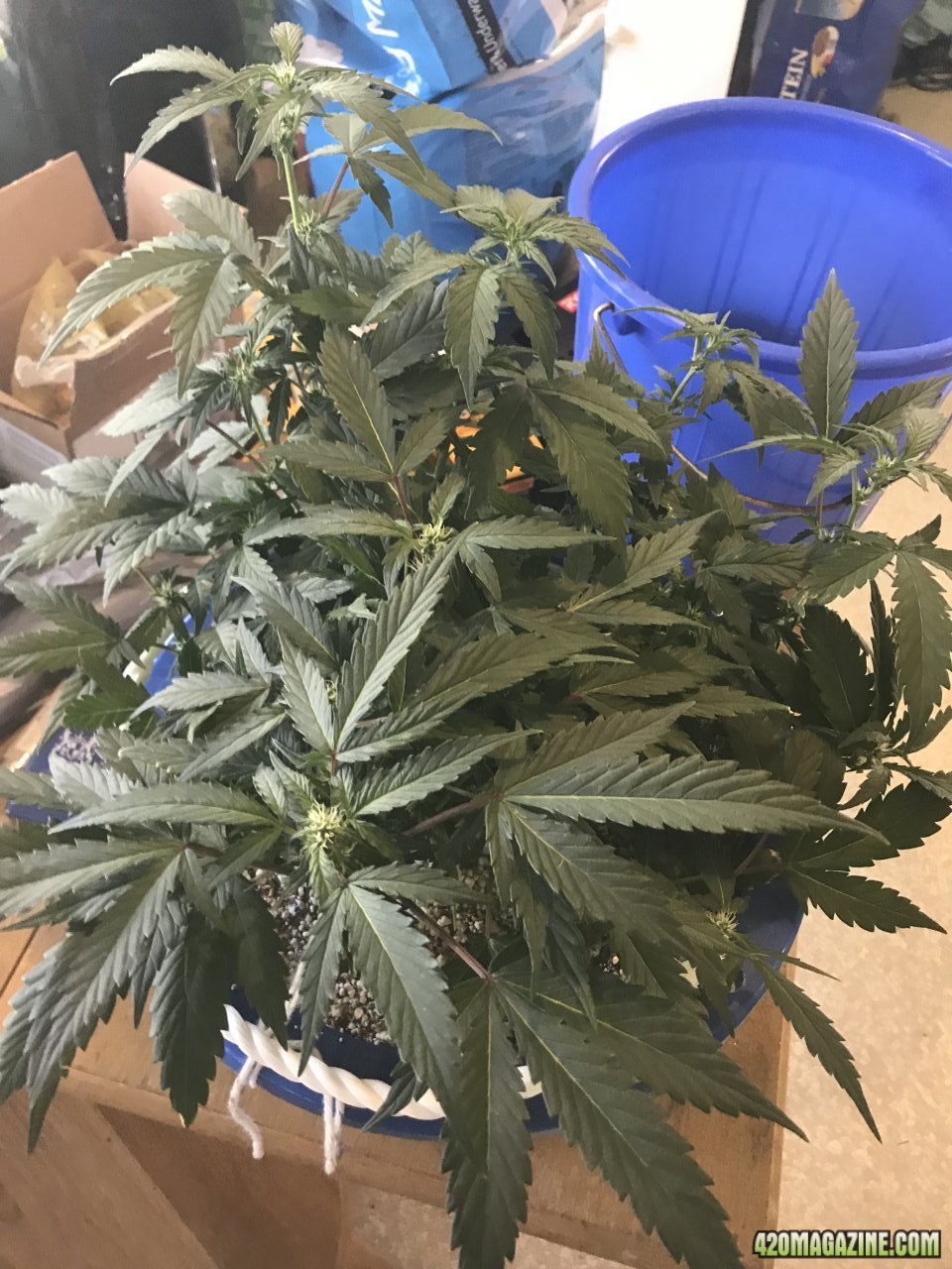 Canuk Amnesia Auto week 7a.jpeg