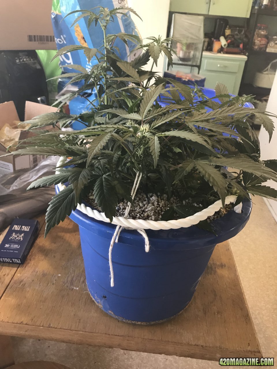 Canuk Amnesia Auto week7b.jpeg