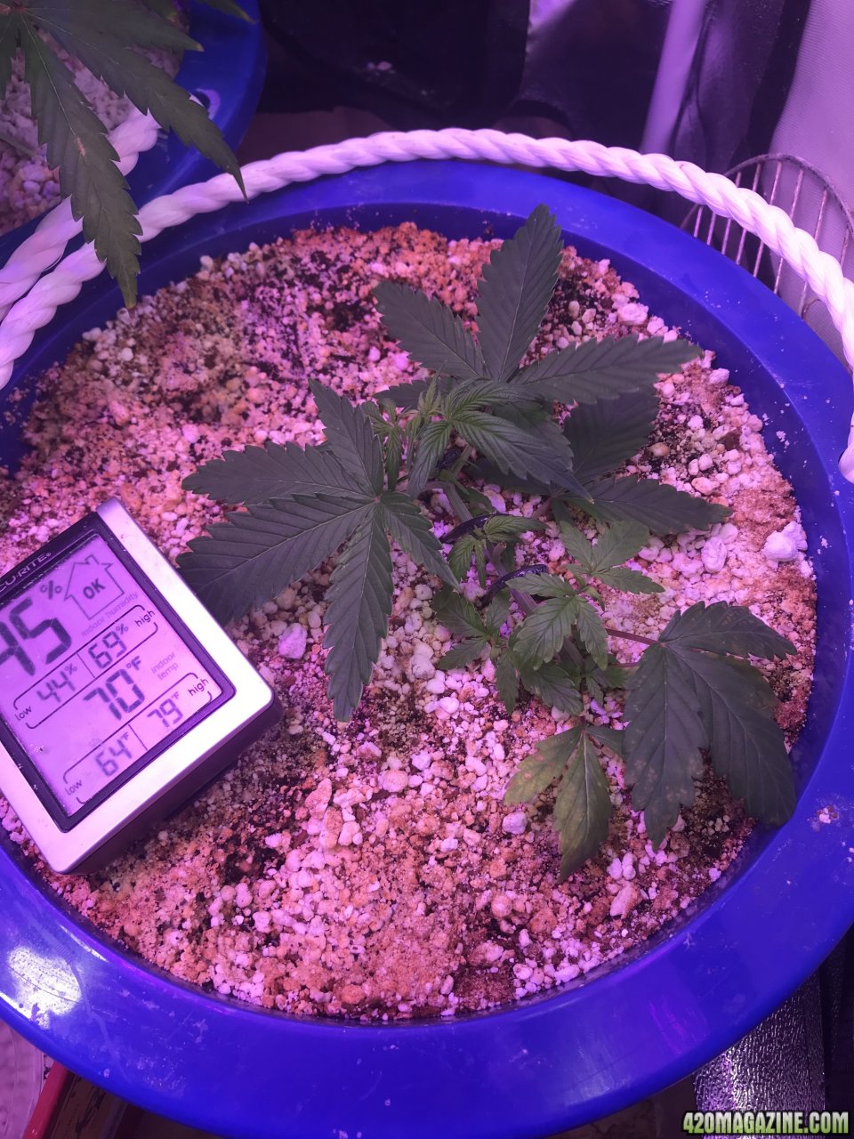 Canuk Seeds Amnesia Auto LST.jpeg