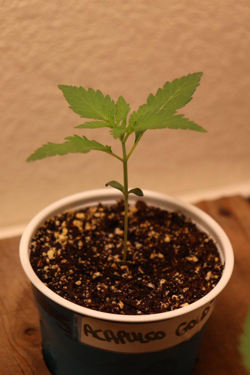 Canuk Seeds Grow-Acapulco Gold Fem. Elite #2-Day 11 of Vegging-11/25/23