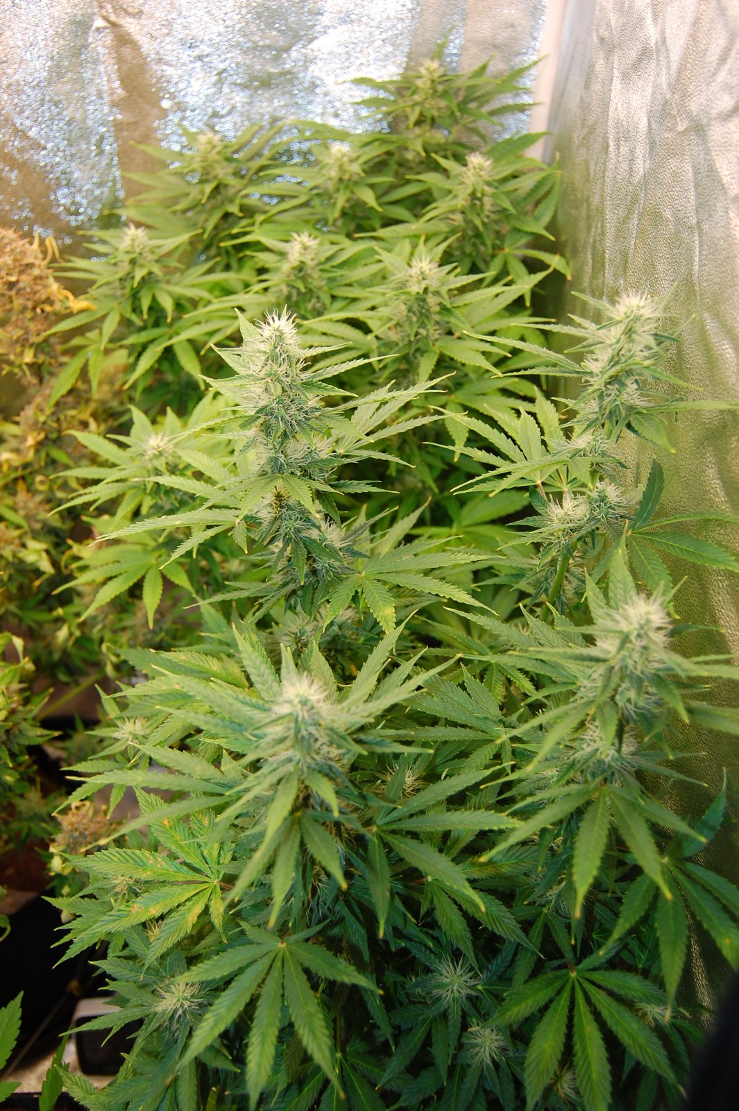 canuk-seeds-northern-lights-auto.JPG