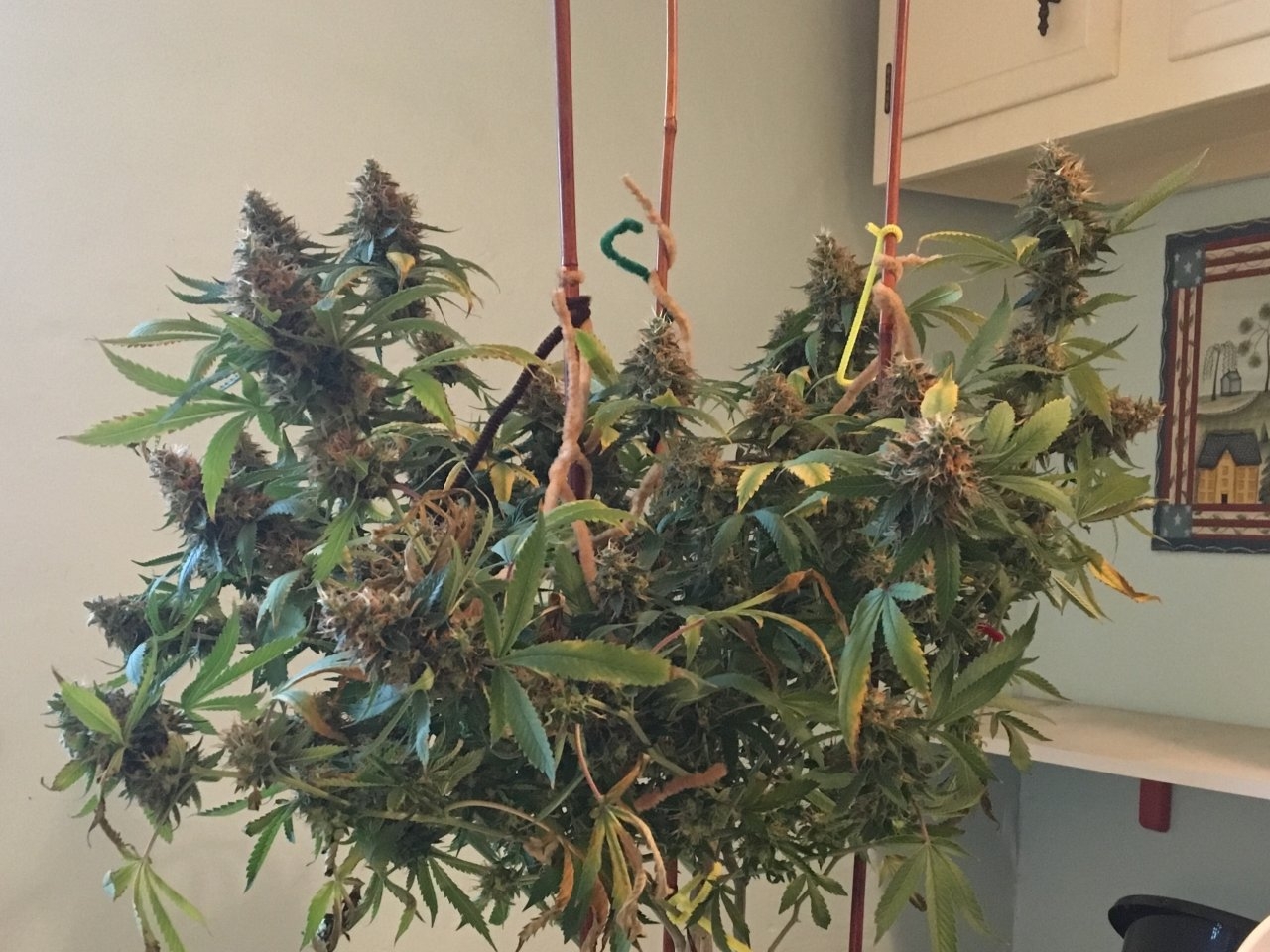 Carnival 5 (Day 94, flip + 64) HARVEST!