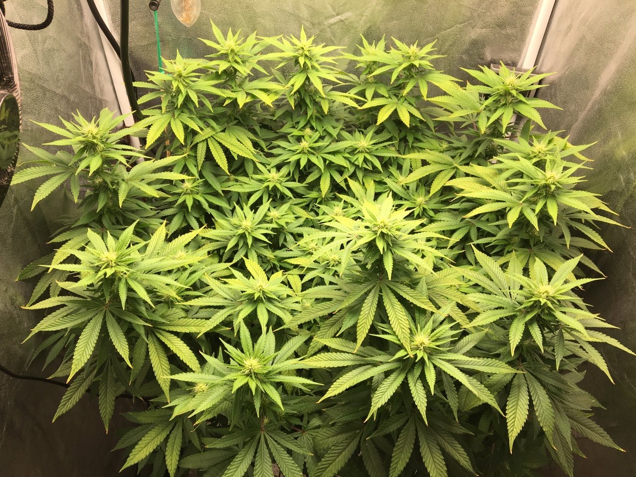 Carnival 6.1 (Day 78, flip + 20) showing calcium deficiency