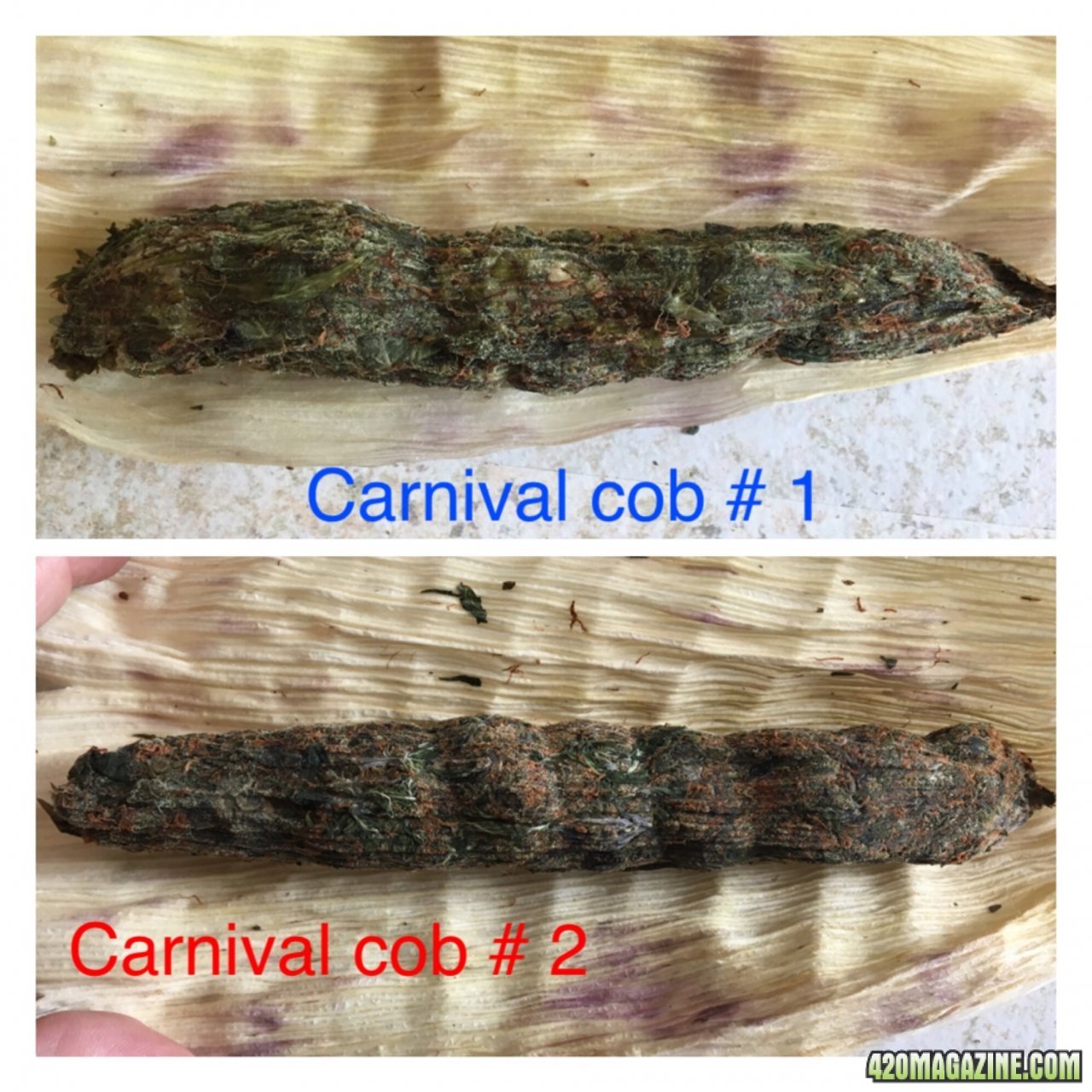 Carnival cobs