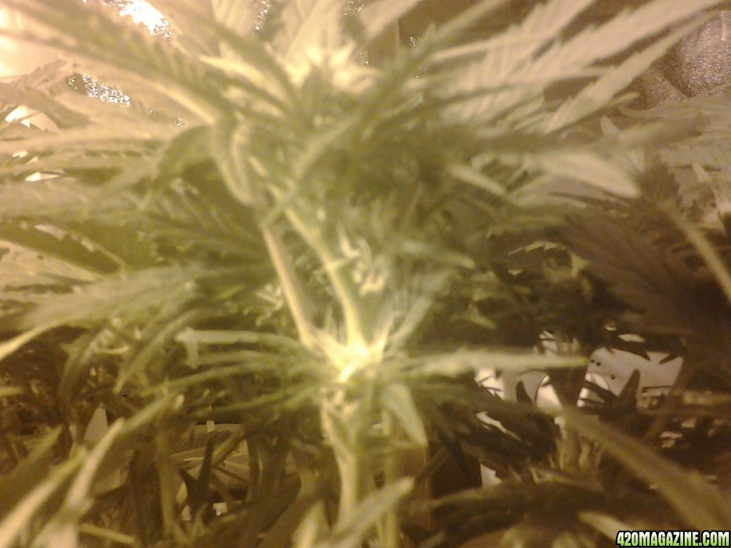 cash crop auto fem day39