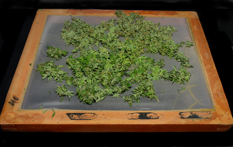 CAT 11737 A MARIJUANA DRYING SCREEN.jpg