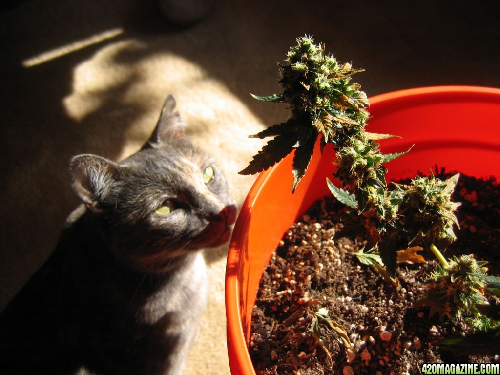 cat and plant