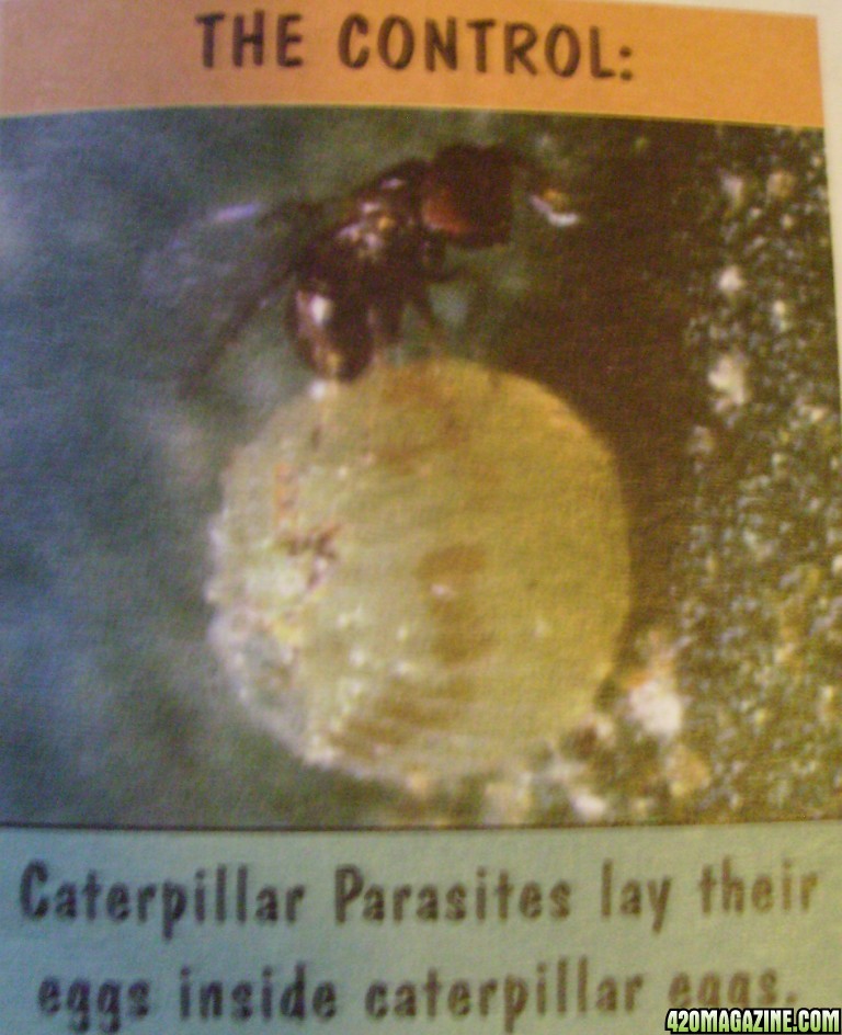 caterpillar parasite