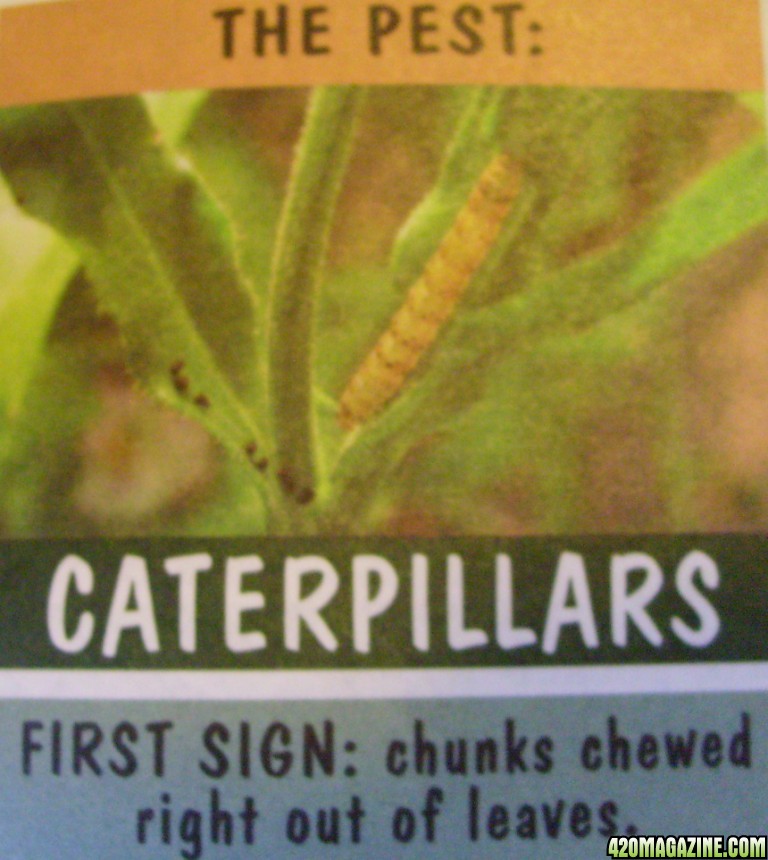 caterpillar