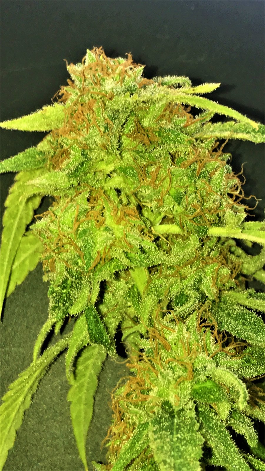 CB clone 10-18-21 END bud.JPG