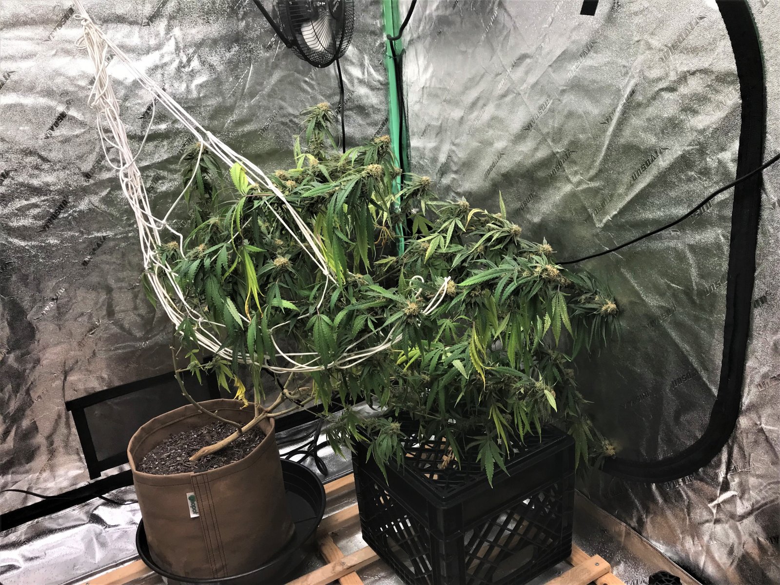 CB clone 10-8-21 pathetic trellis.jpg