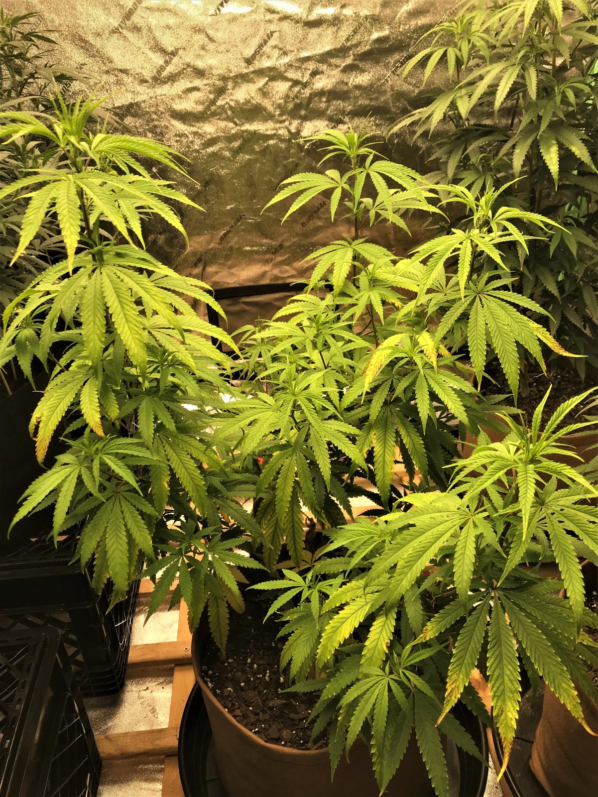 CB Clone 8-12-21 still yellow.jpg