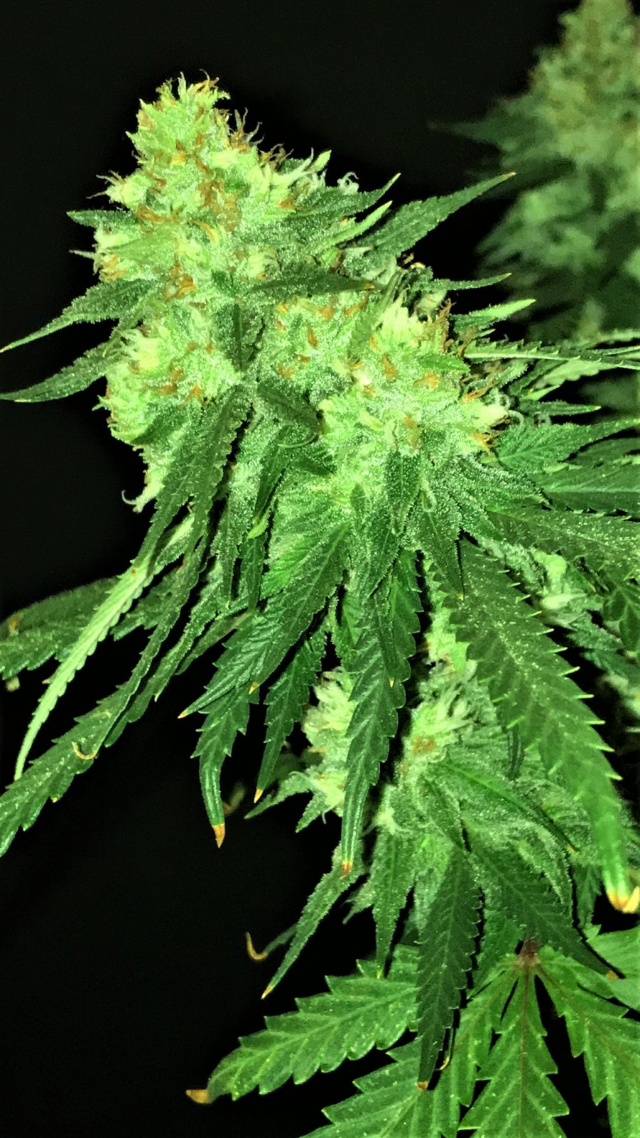 CB Clone bud 12-16-21.JPG