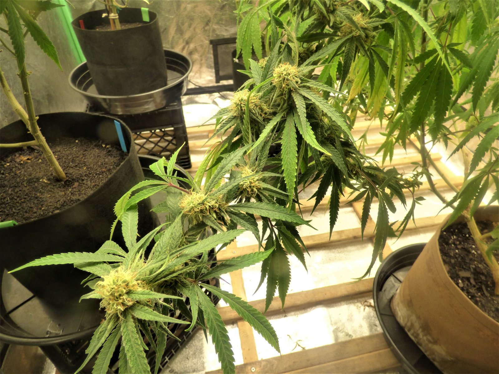 CB clone buds 9-23-21.JPG