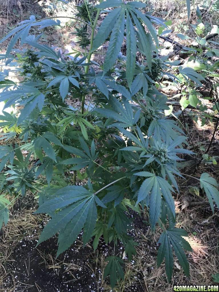 CB Dutch Treat &amp; Durban Poison