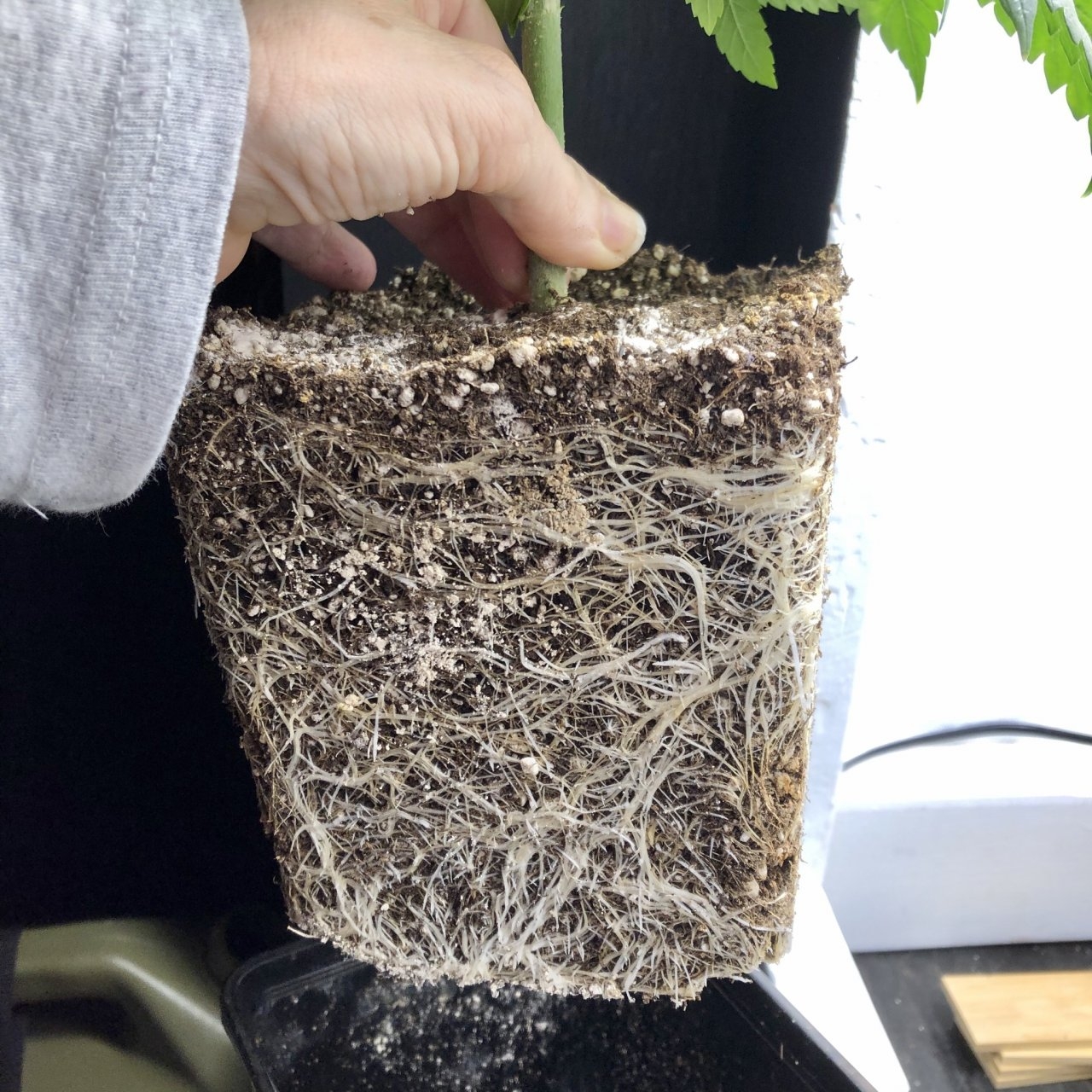 CBD#1 day 43 roots.jpeg