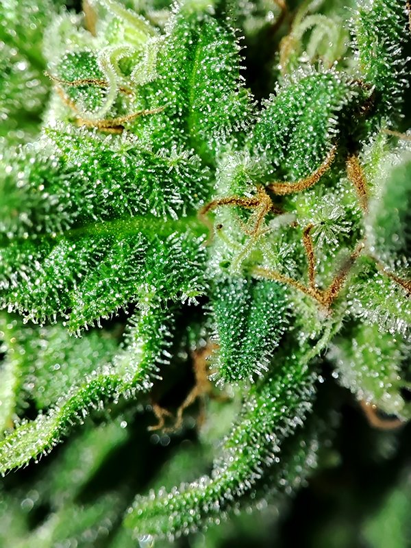 CBD#9_trichomes1.jpg