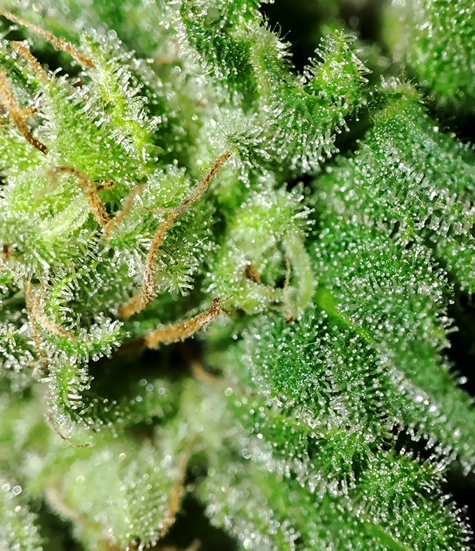 CBD#9_trichomes2.jpg