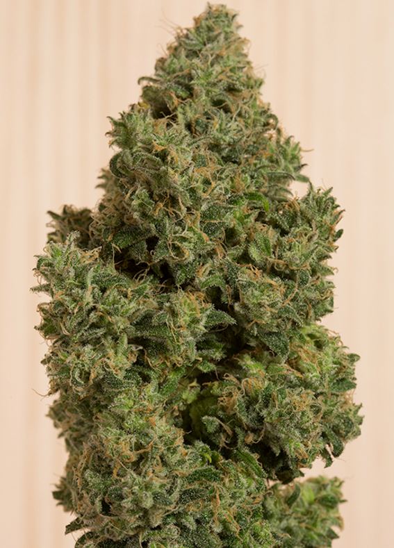 CBD cannabisseeds, female and regular