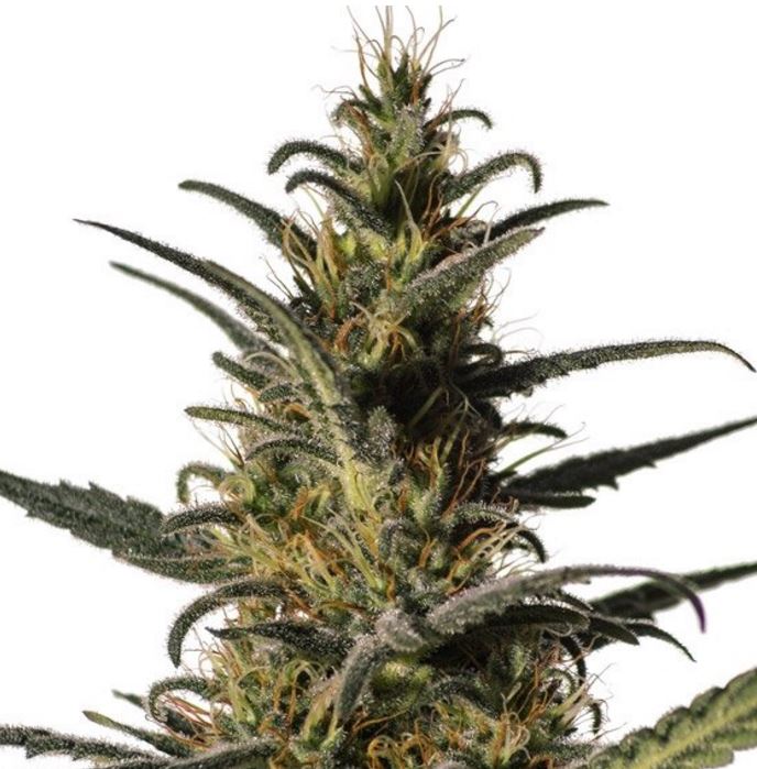 CBD cannabisseeds, female and regular