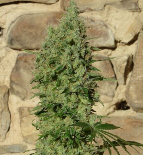 CBD cannabisseeds, female and regular