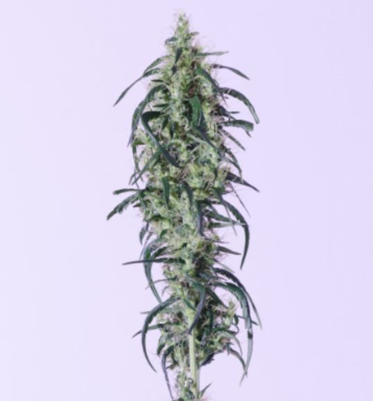 CBD cannabisseeds, female and regular