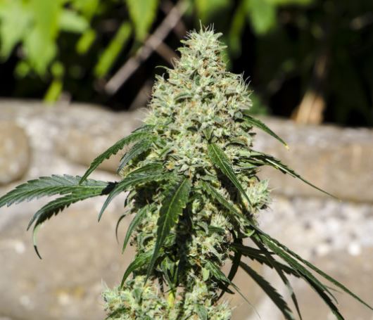 CBD cannabisseeds - industrial hempseeds and medical cannabisseeds