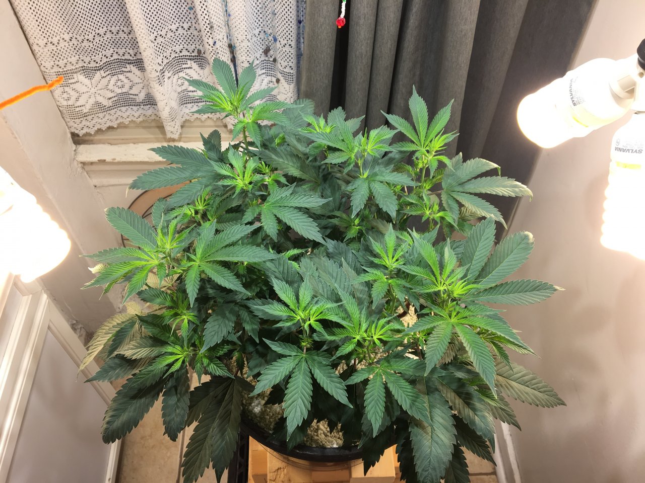 CBD CC 2.8