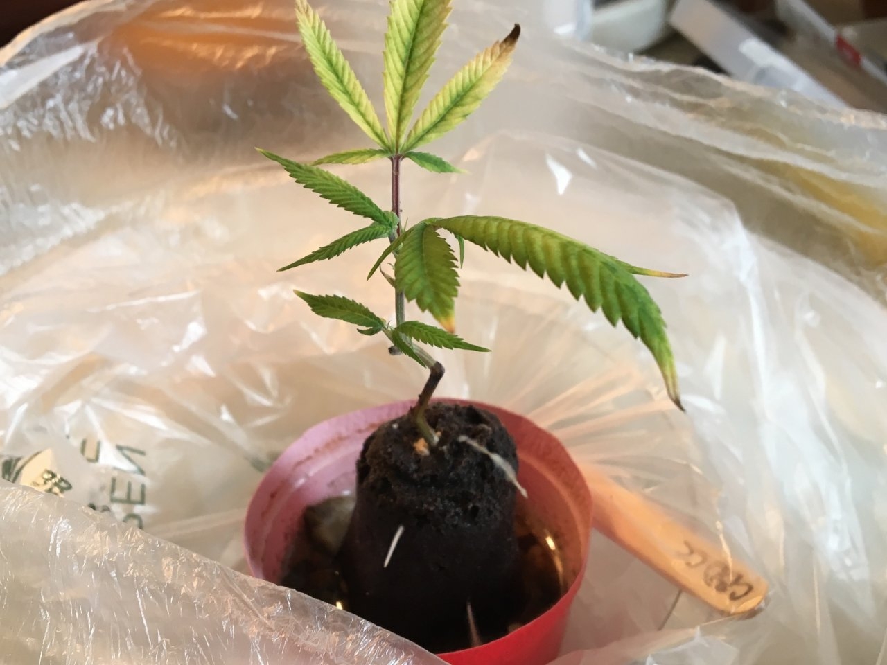 CBD CC clone in need of a soak