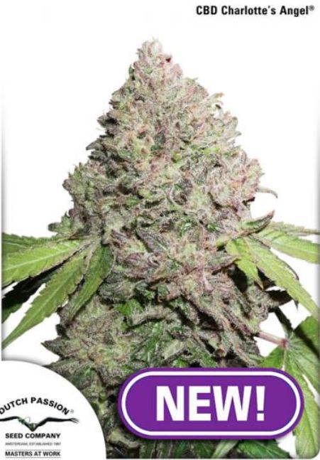 cbd charlottes female seeds, weedseeds