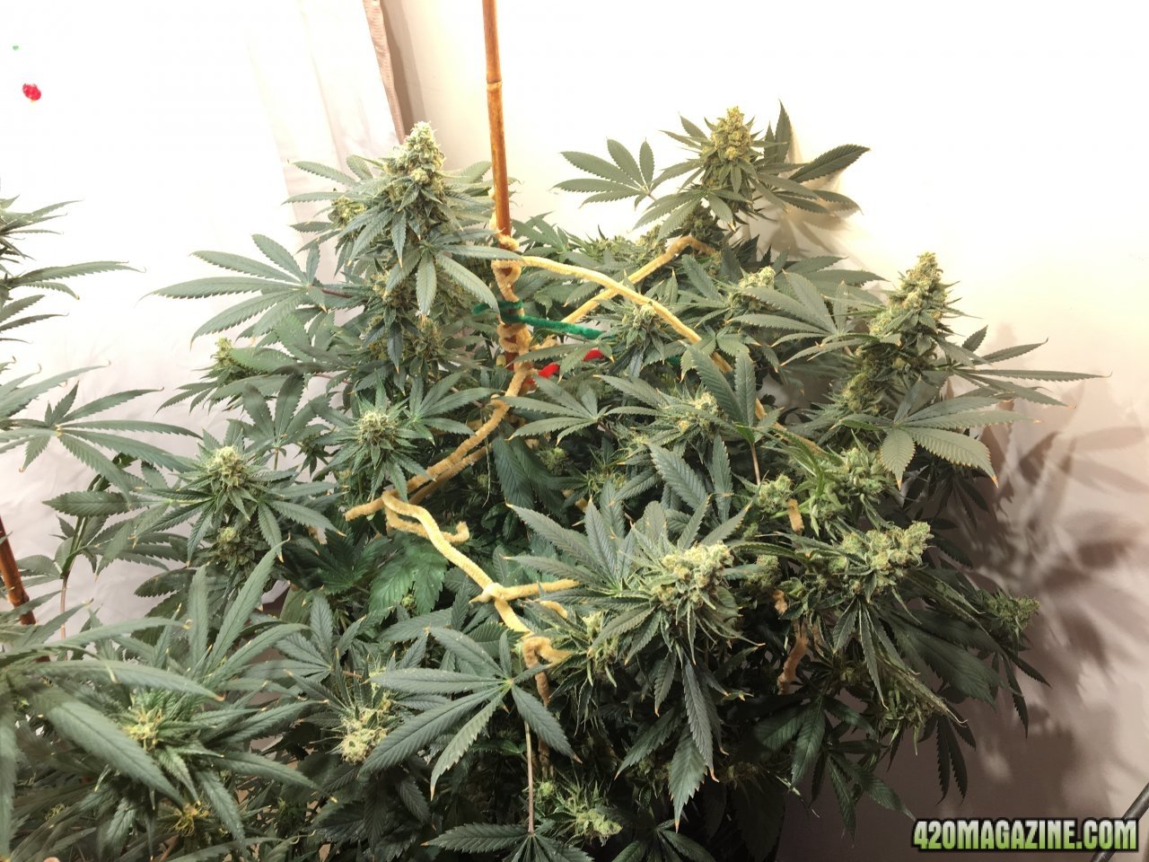 CBD Critical Cure 2.8 (Day 94, flip + 56)