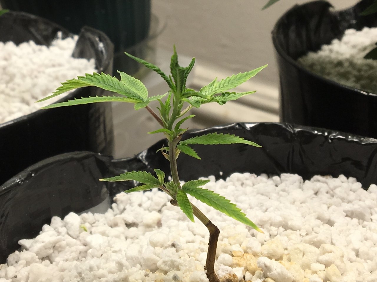 CBD Critical Cure 2.9 (Day 10)