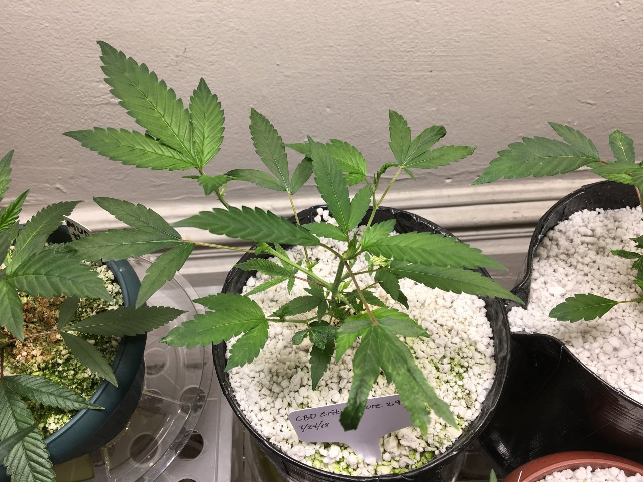 CBD Critical Cure 2.9 (Day 24)