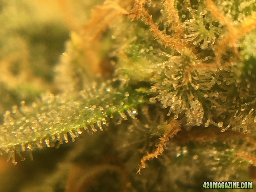 CBD Critical Cure 3 (Day 118, flip + 51)