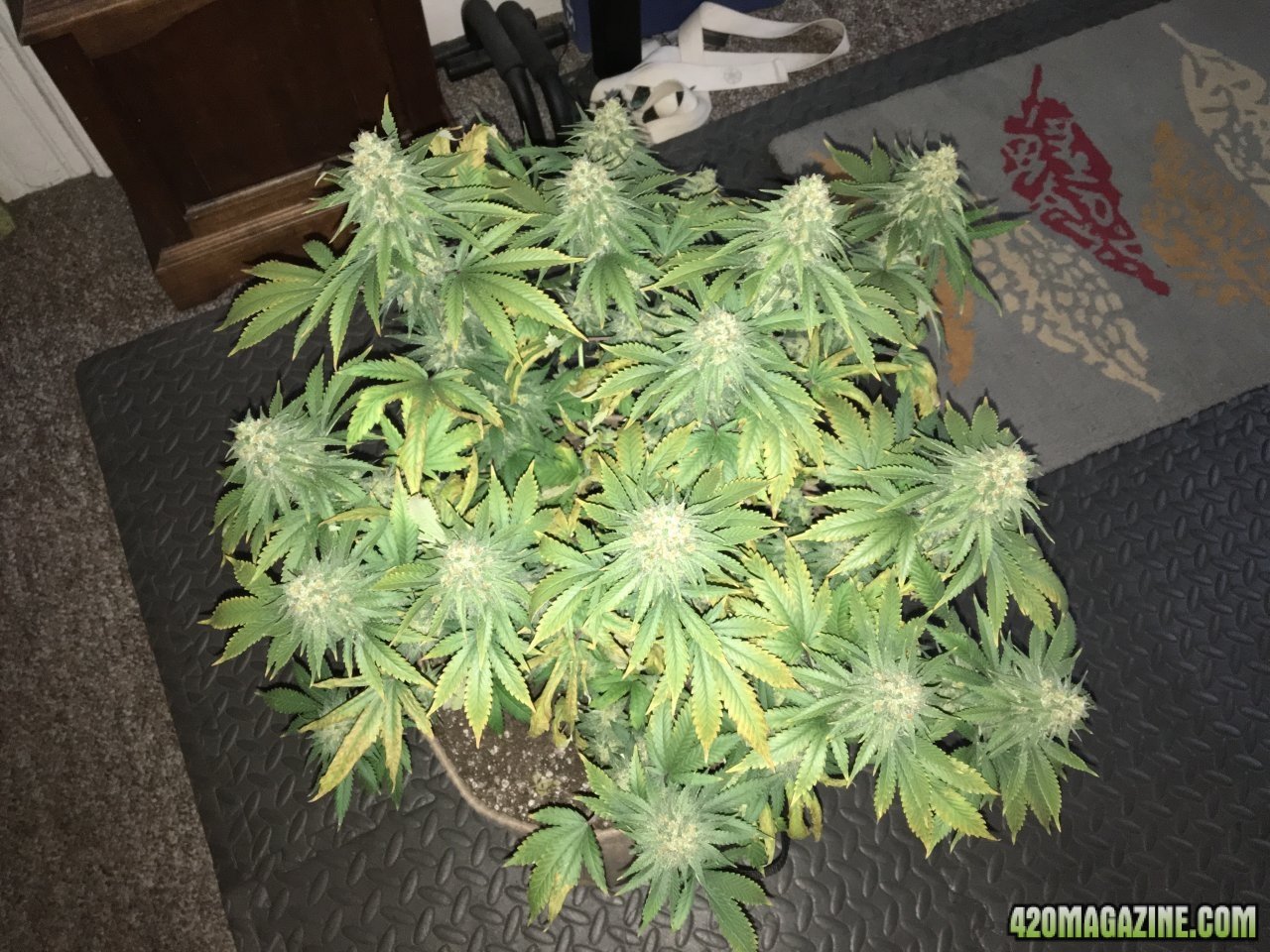 CBD Critical Cure 3 (Day 118, flip + 52)