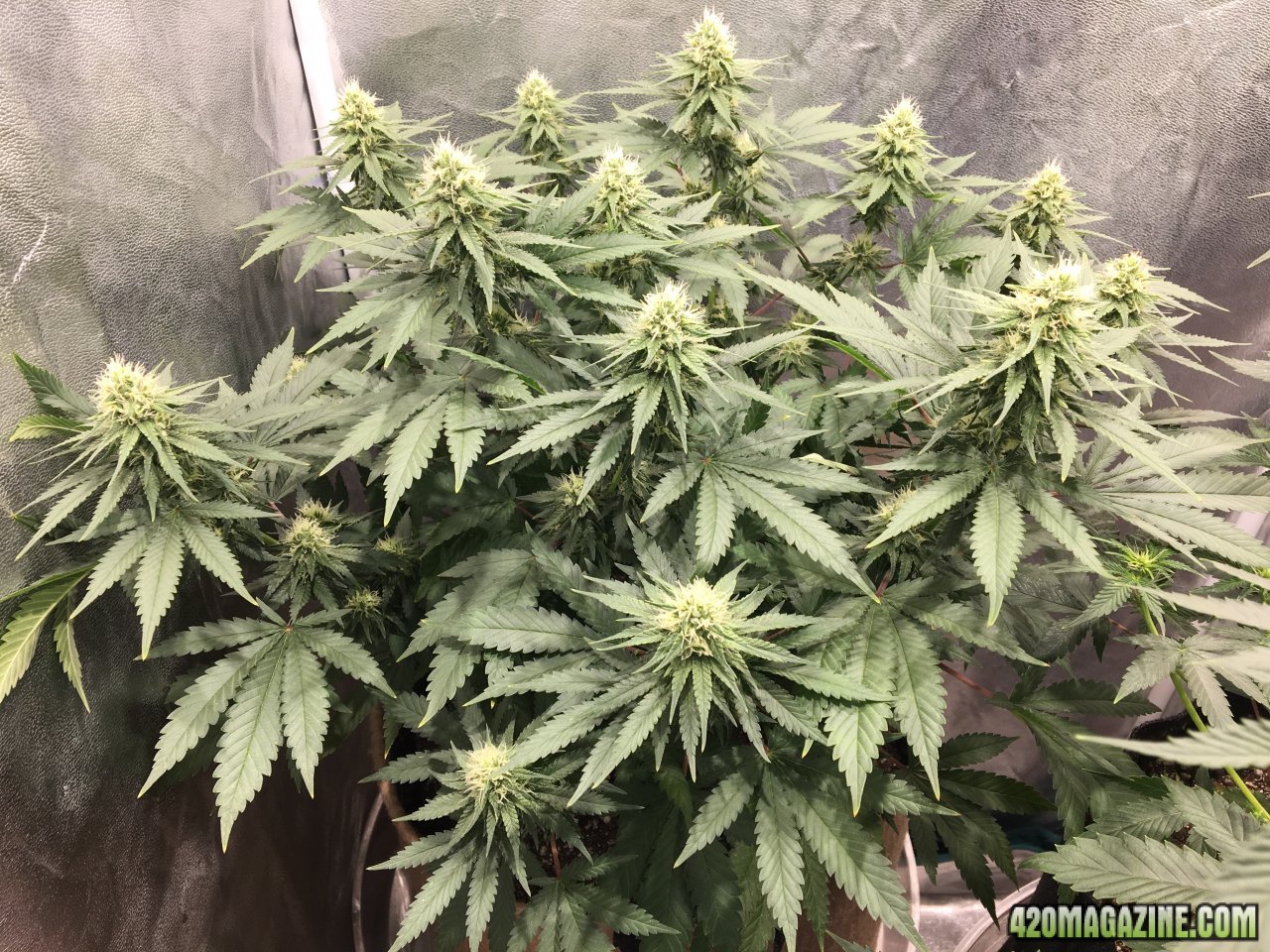 CBD Critical Cure 3 (Day 96, flip + 29)