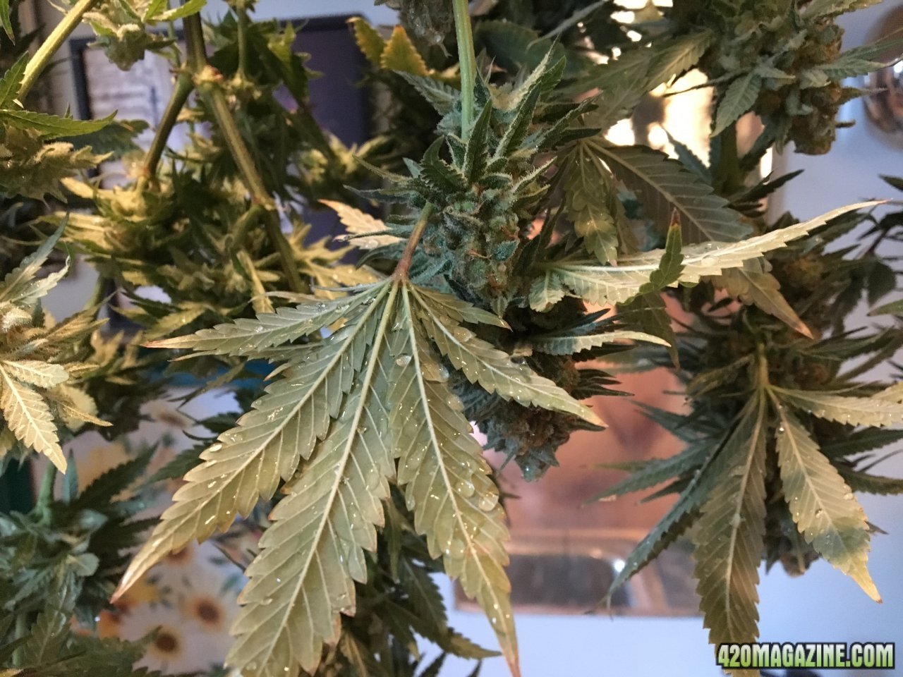 CBD Critical Cure 3 - drip dry