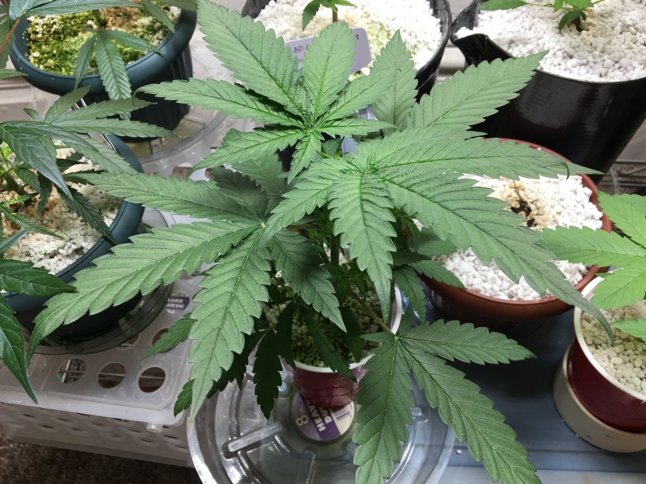 CBD Critical Cure 4 (Day 25)