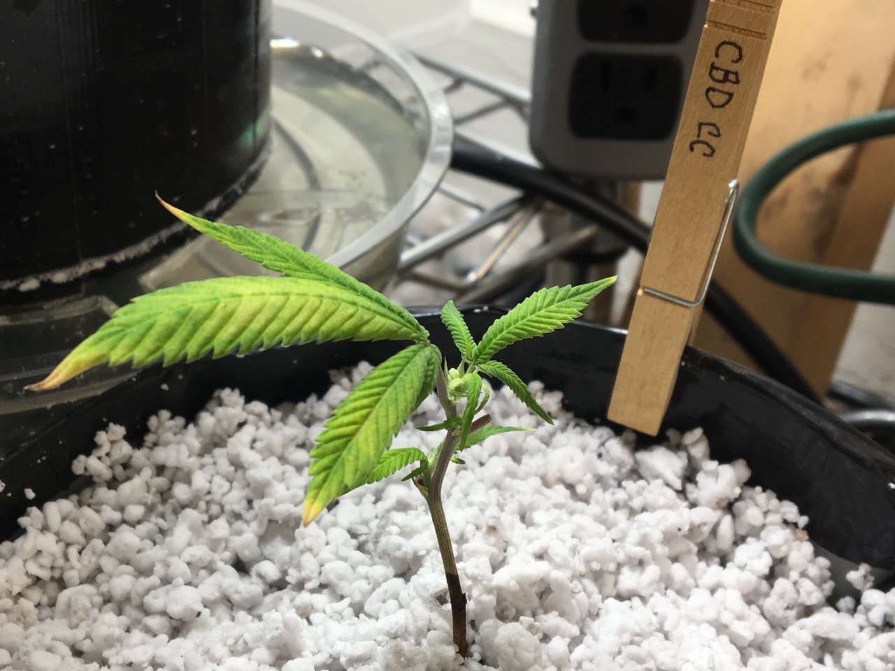 CBD Critical Cure clone