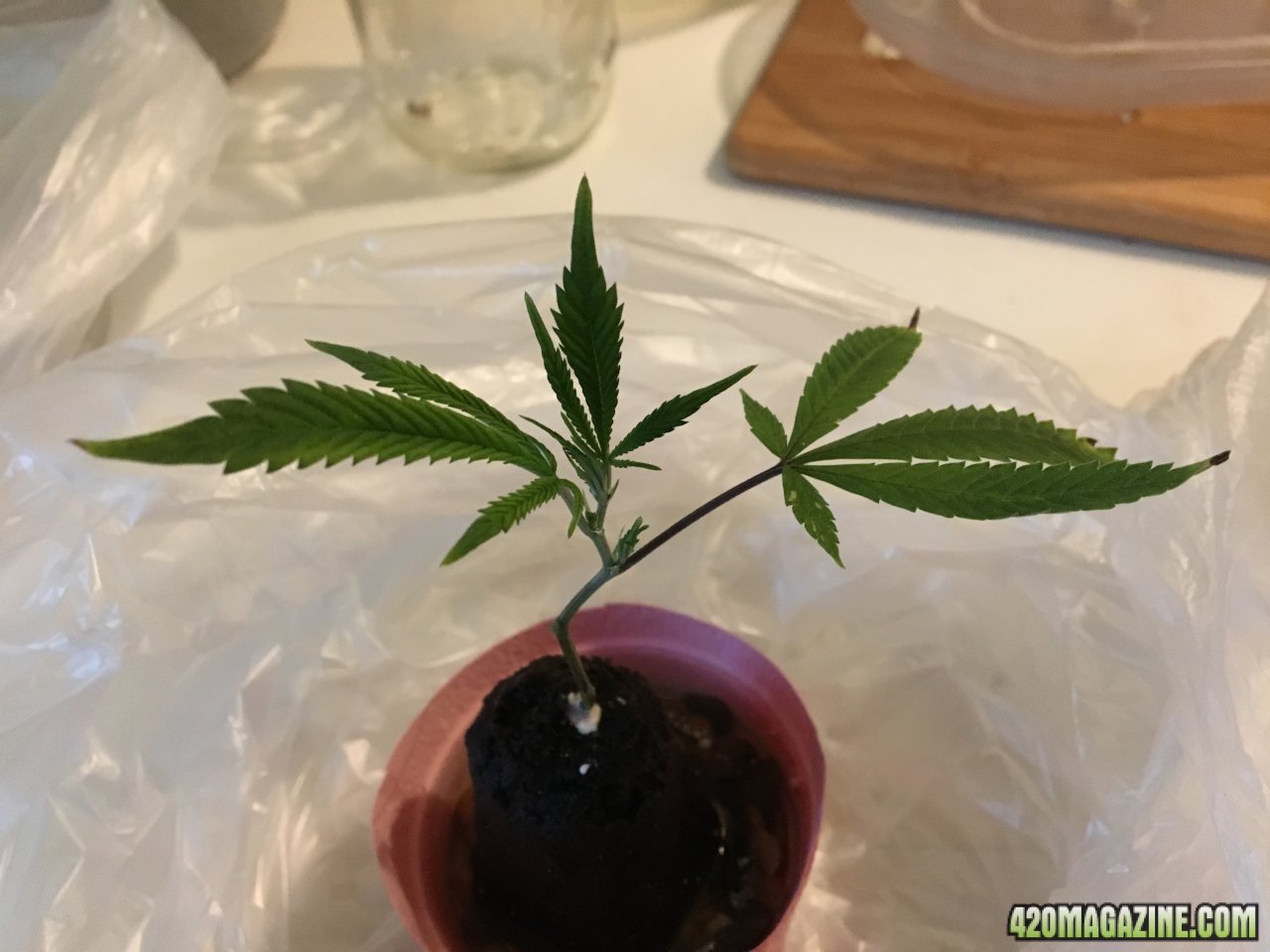 CBD Critical Cure cutting