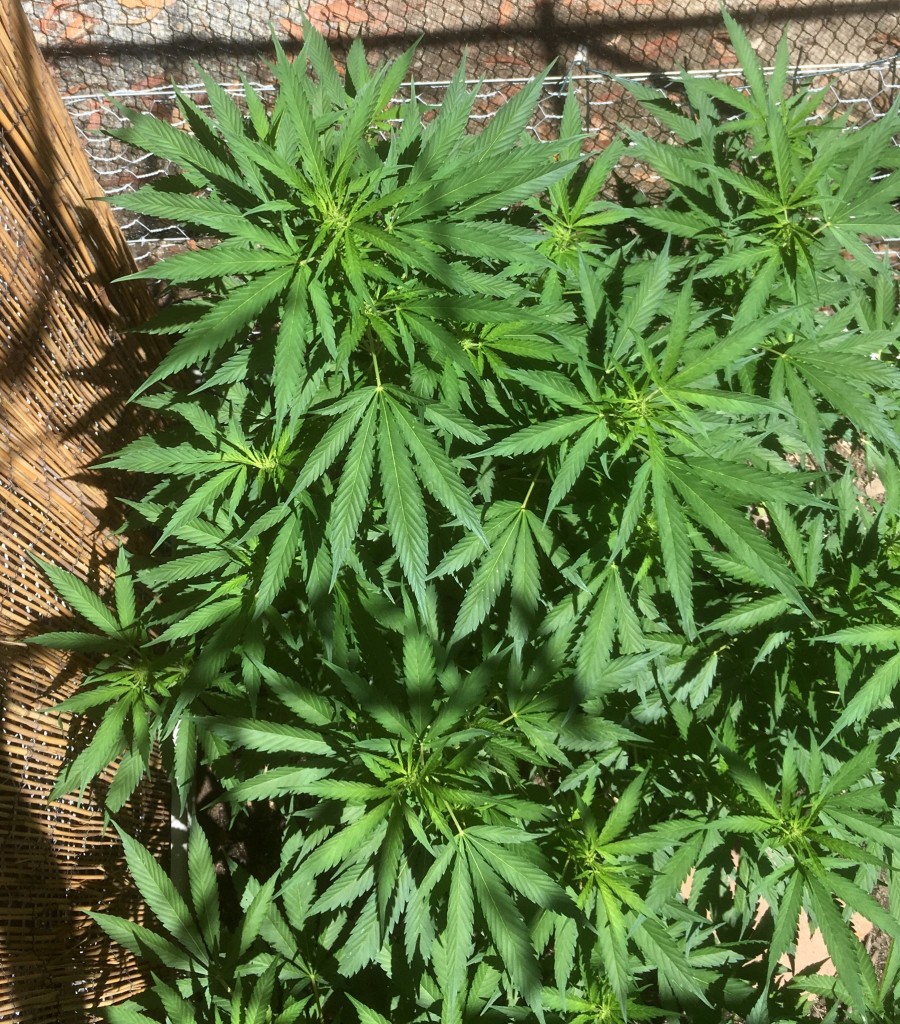 CBD critical cure - day 107 - top2