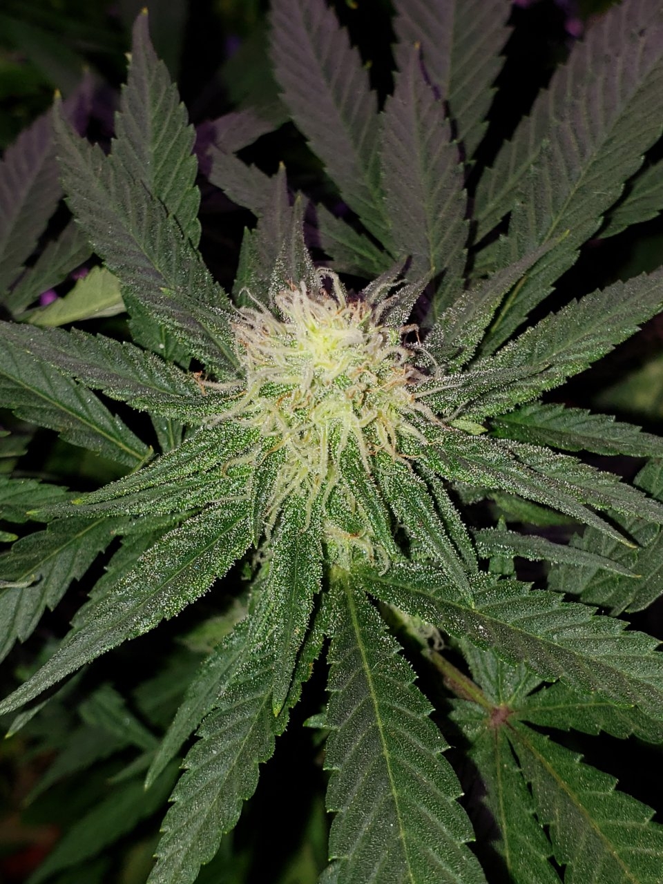 Cbd Critical Cure day 26 of flower