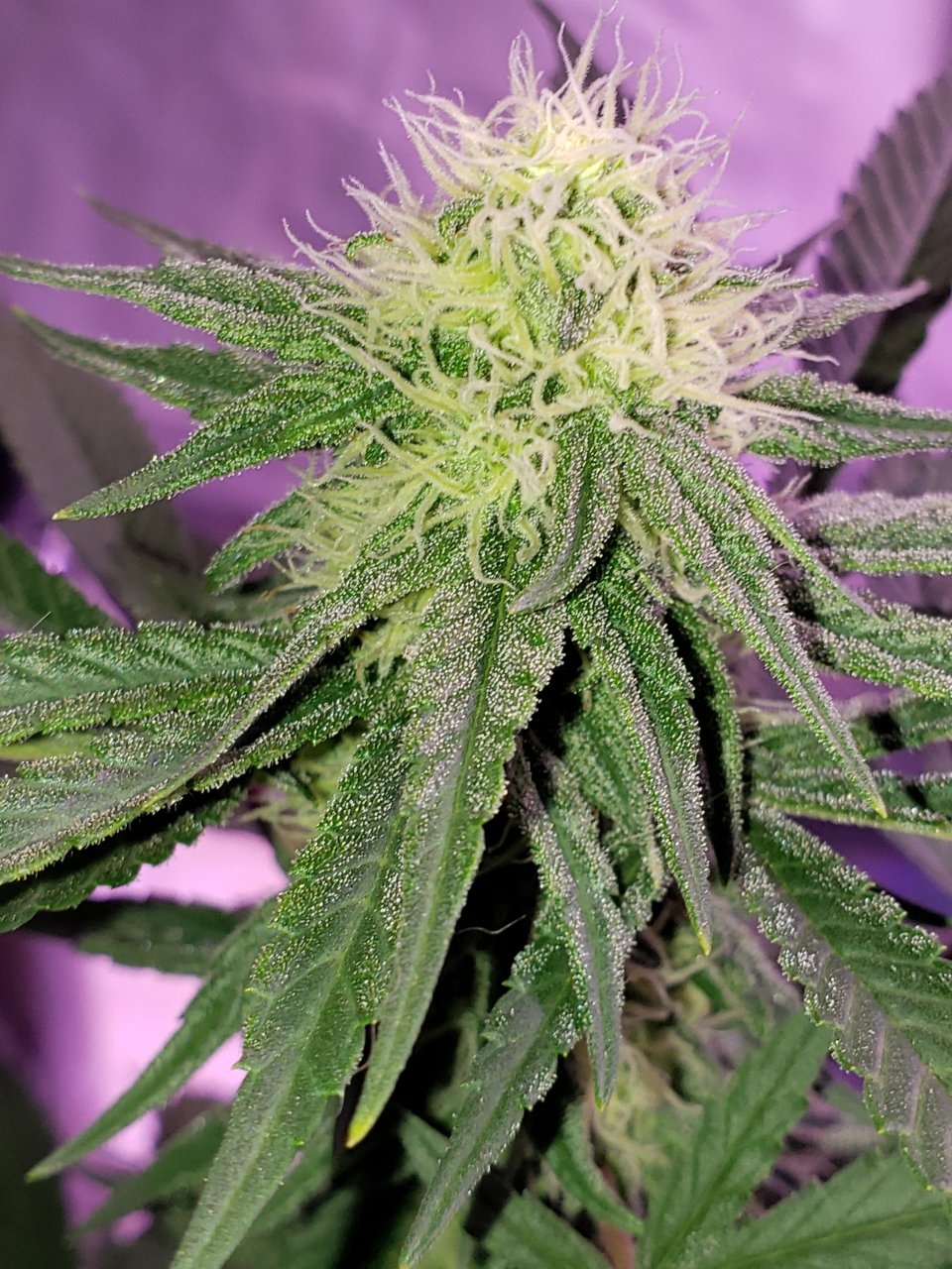 Cbd Critical Cure day 26 of flower