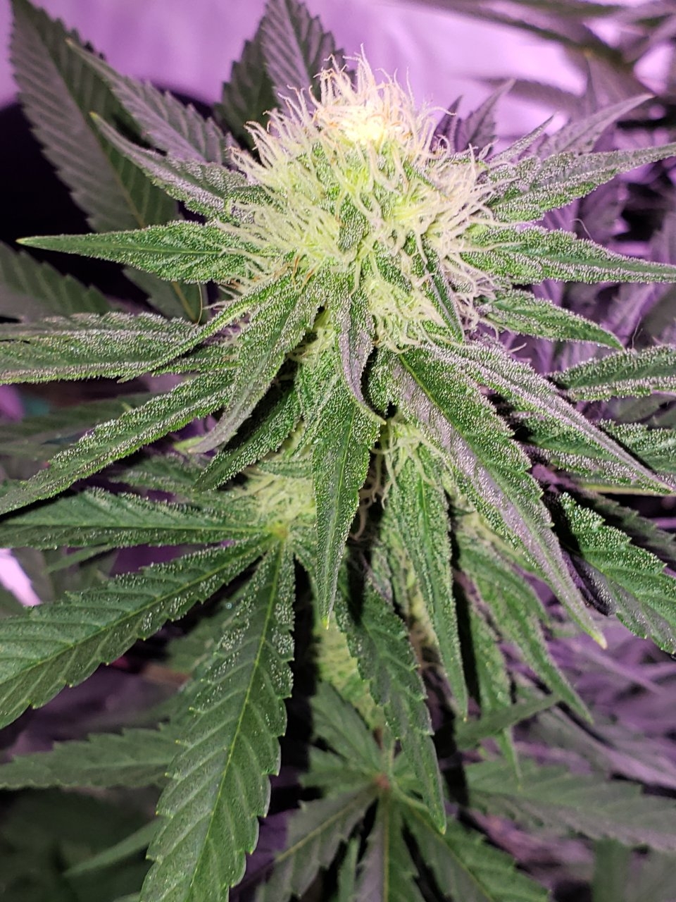 Cbd Critical Cure day 26 of flower