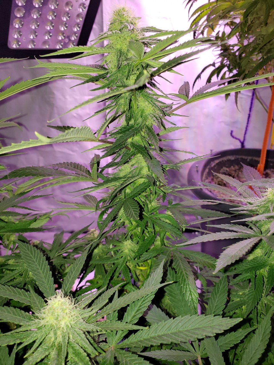 Cbd Critical Cure day 26 of flower