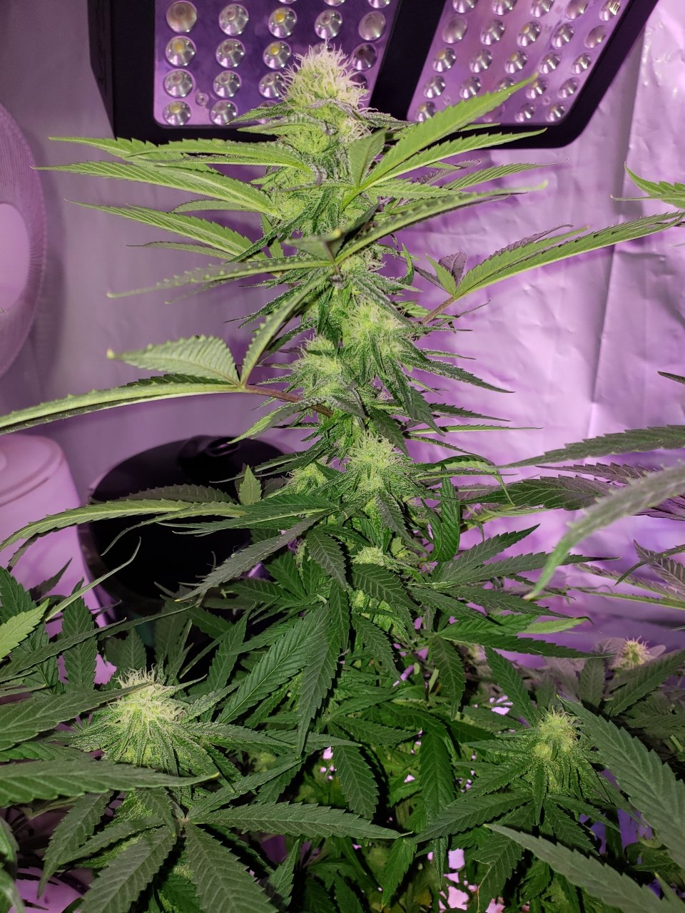 Cbd Critical Cure day 26 of flower