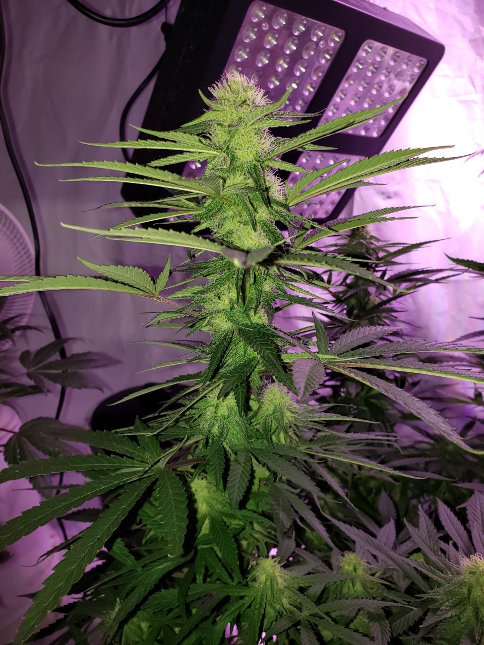 Cbd Critical Cure day 26 of flower