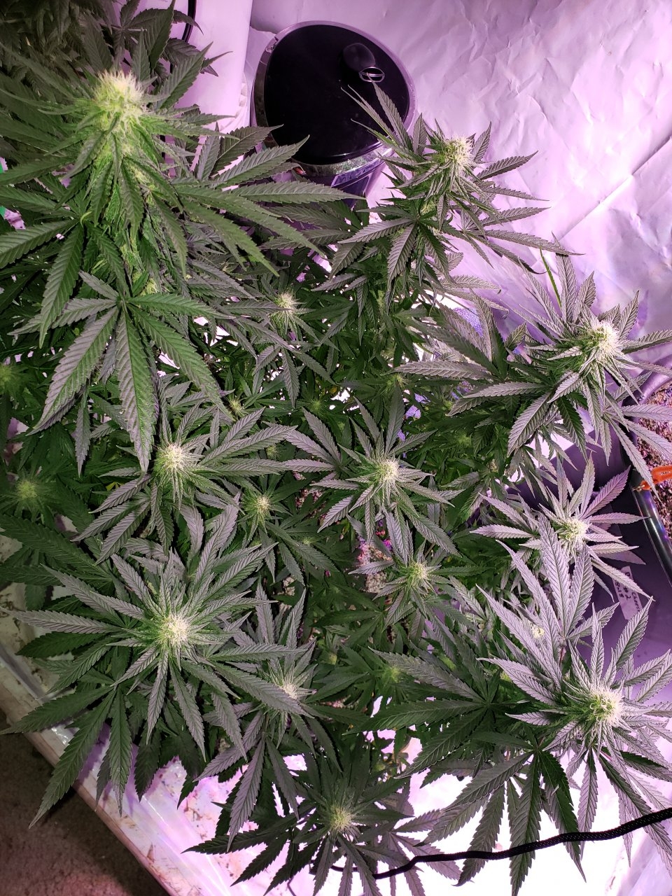 Cbd Critical Cure day 26 of flower