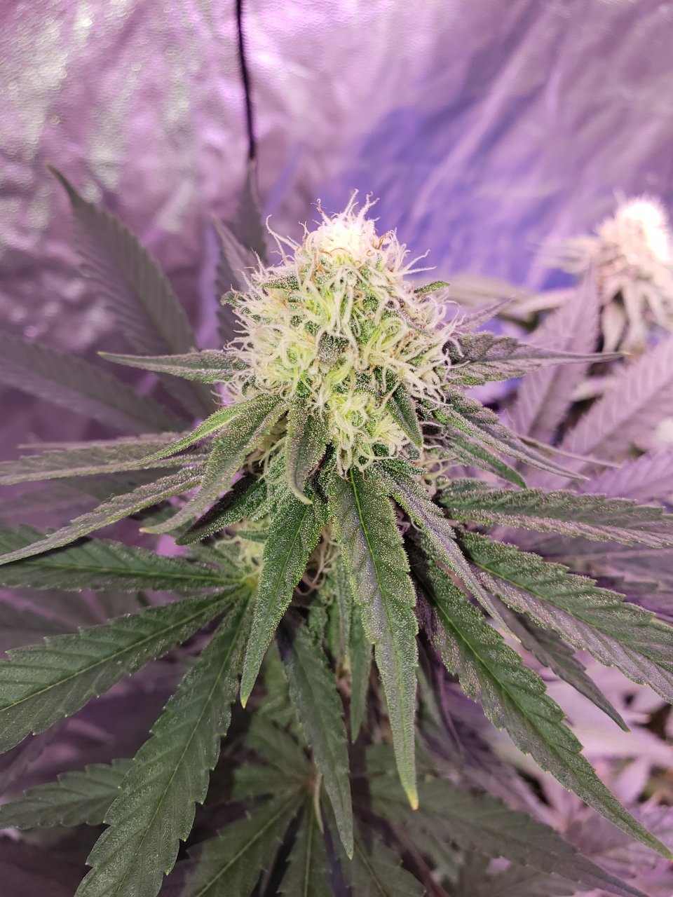 Cbd critical cure day 32 of flower